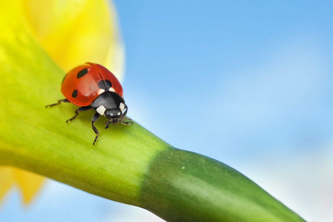 Seven Spot Ladybird on a Daffodil